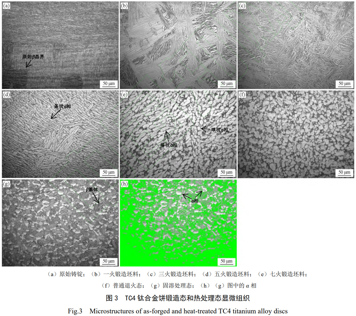 普通退火與兩相區(qū)固溶處理對大規(guī)格TC4鈦合金餅晶粒細(xì)化、組織均勻性及韌性斷裂行為的差異化影響機制探究